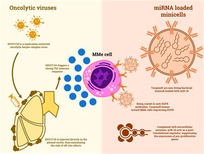 A Glimpse in the Future of Malignant Mesothelioma Treatment